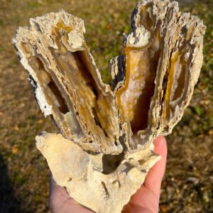 Agatized Coral (AC10)