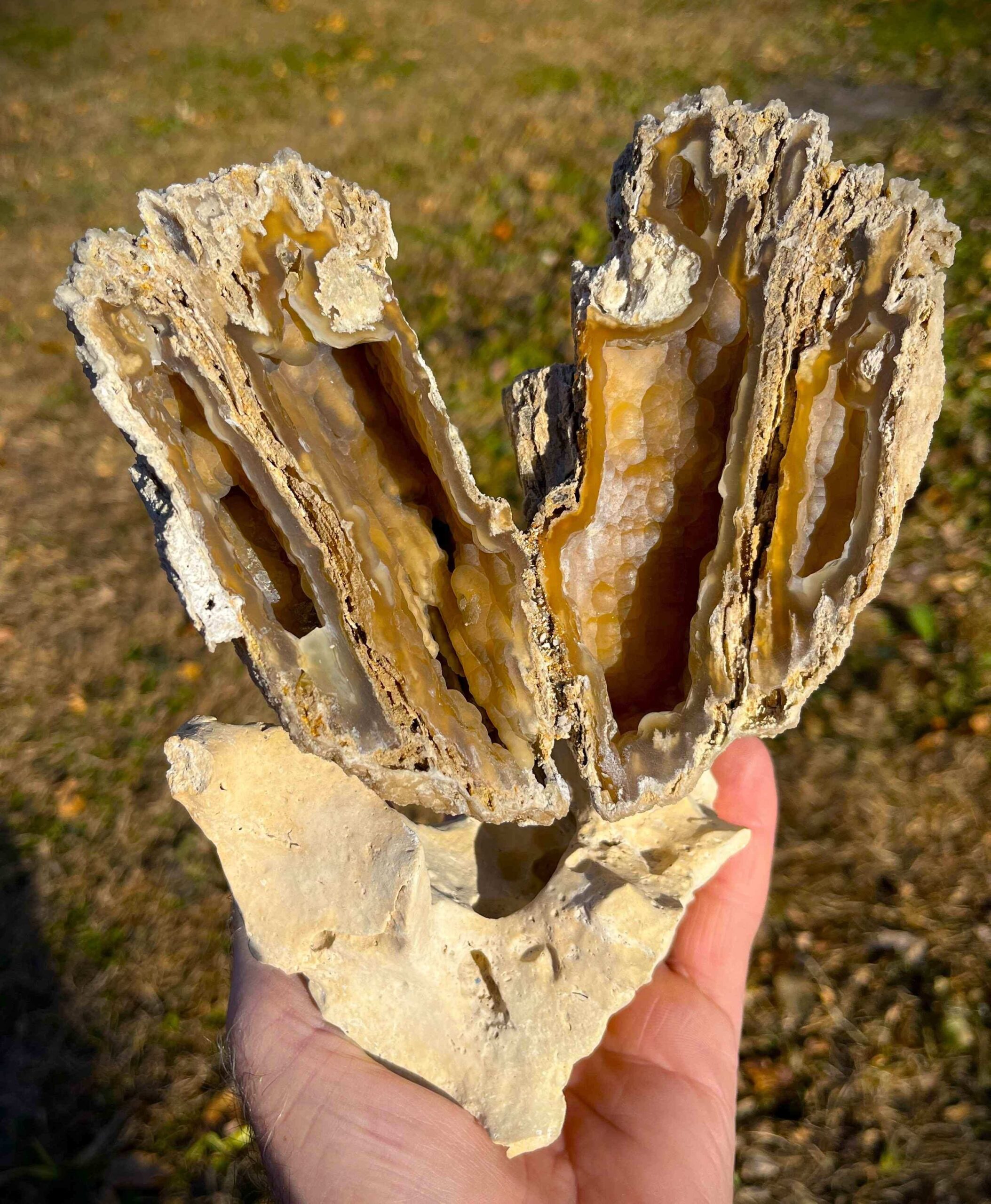 Agatized Coral (AC10)