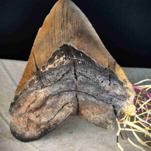 Giant Fossil Shark Tooth with Coral