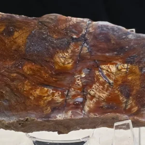 Rainbow Stromatolite (RS5)