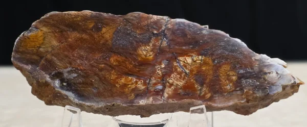 Rainbow Stromatolite (RS5)