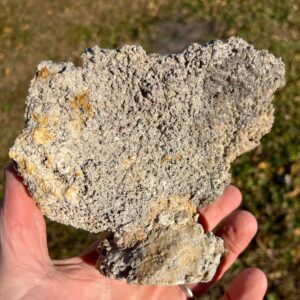 Agatized Coral (AC11)