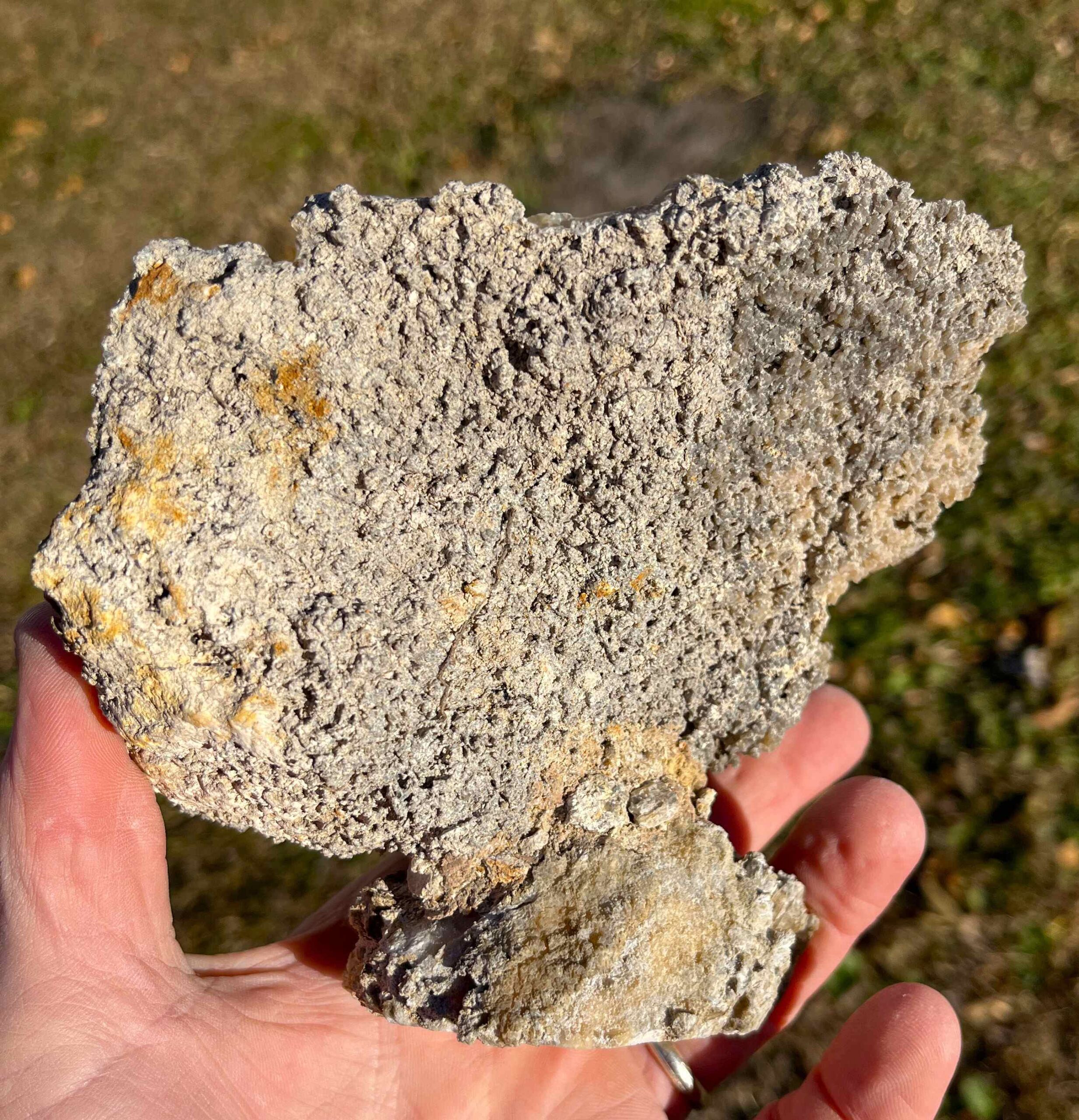 Agatized Coral (AC11)