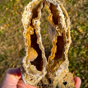 Agatized Coral (AC12)