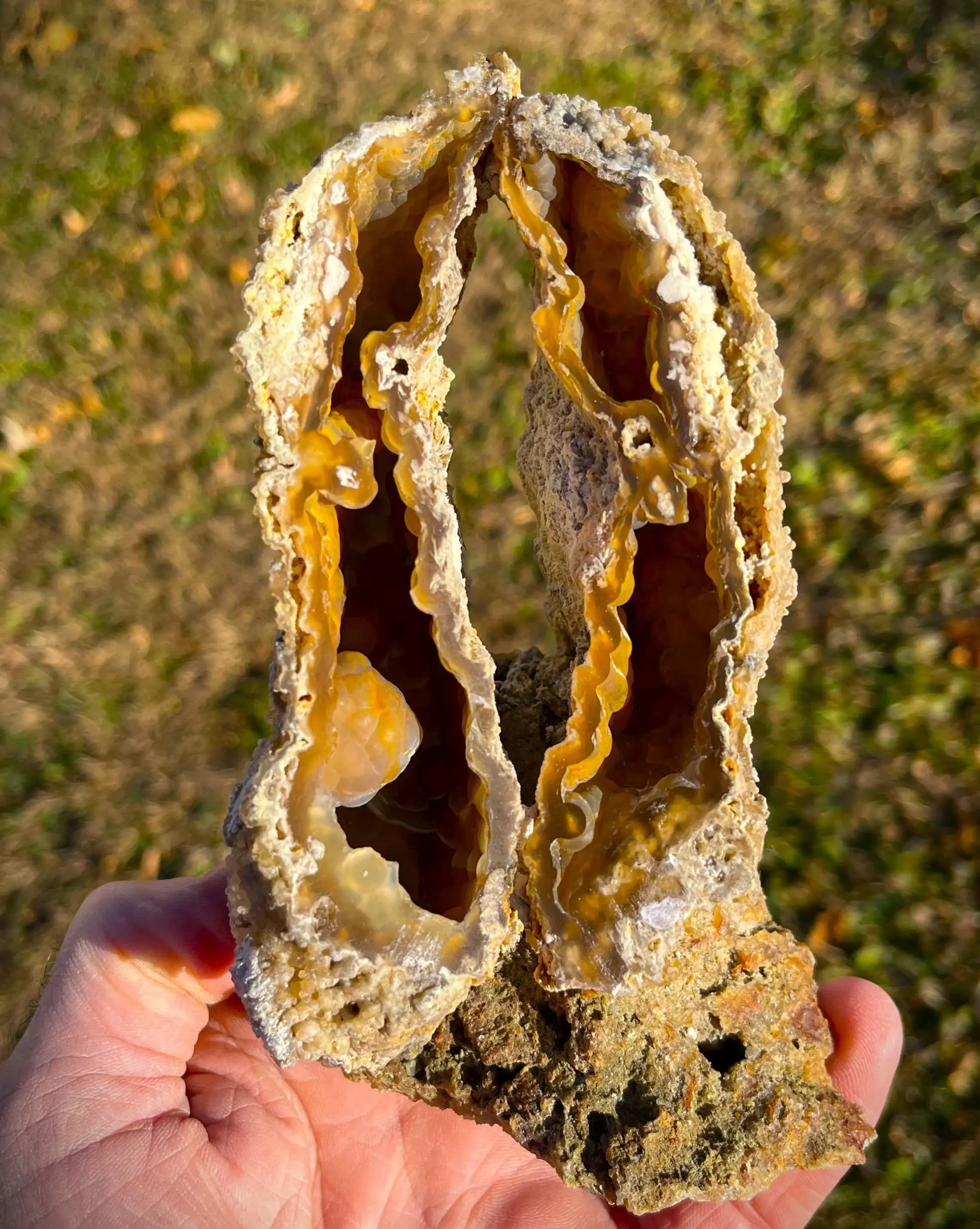 Agatized Coral (AC12)