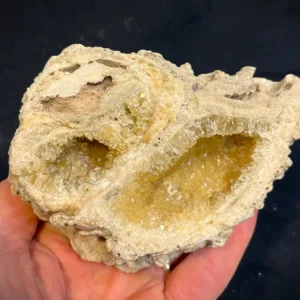 Crystalized Welks (W1)