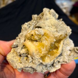 Crystalized Welks (W3)