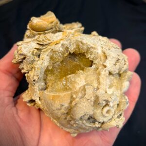 Crystalized Welks (W4)