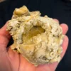 Crystal Clam (W4)
