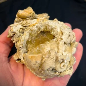 Crystal Clam (W4)