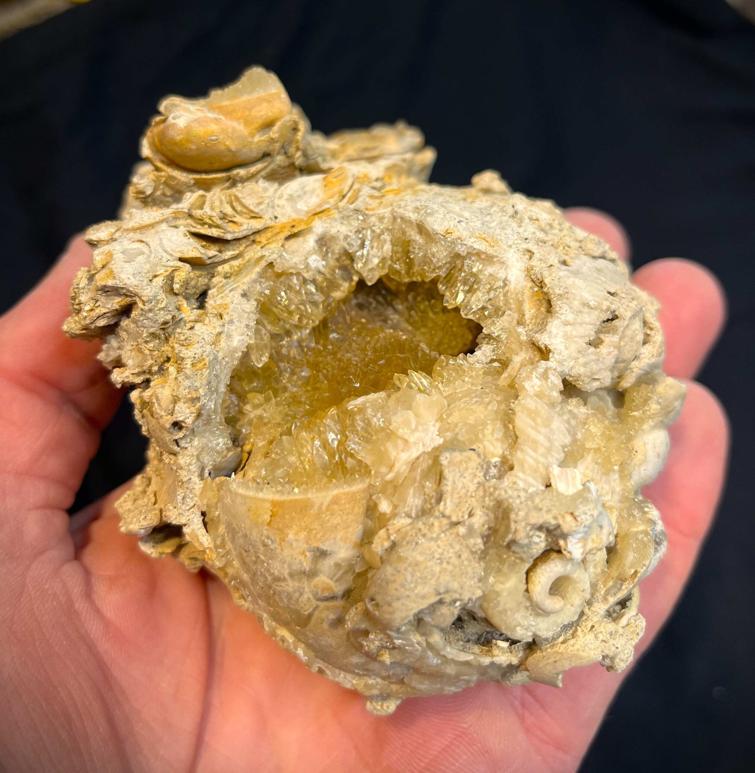 Crystalized Welks (W4)