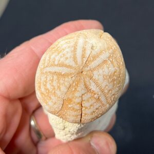Fossil Echinoid (YT1)
