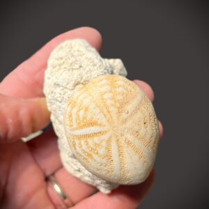Fossil Echinoid (YT2)