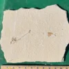 Single complete fish - unprepared DIY project!