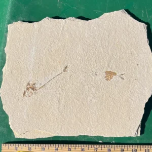 Single complete fish - unprepared DIY project!