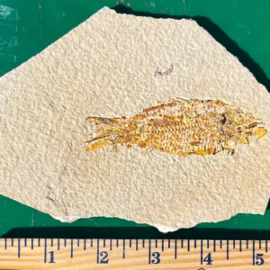 Fossil Fish GR101