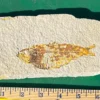 Fossil Fish GR102