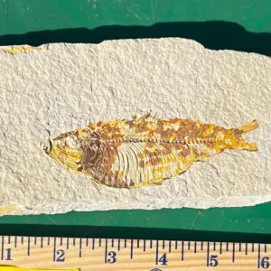 Fossil Fish GR102