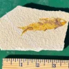 Fossil Fish GR103