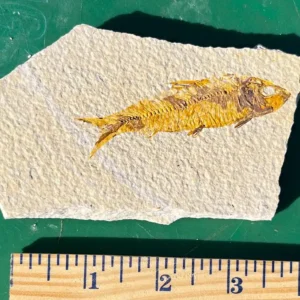 Fossil Fish GR103