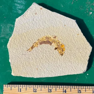 Fossil Fish GR109