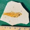 Fossil Fish GR110