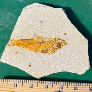 Fossil Fish GR110