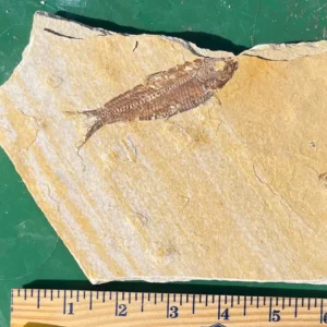 Fossil Fish GR111