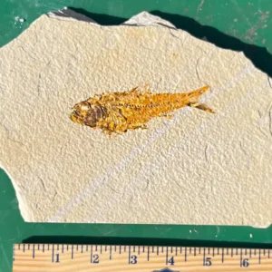 Single Complete Fish GR112