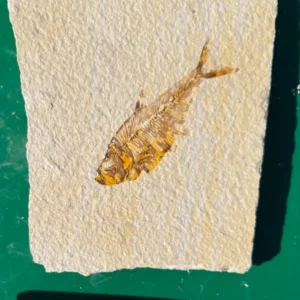 Fossil Fish GR118