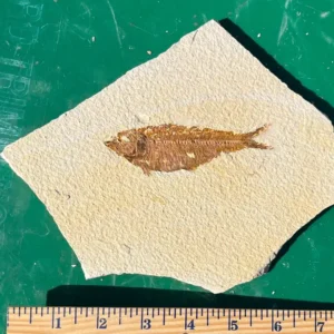 Fossil Fish GR119