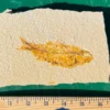 Fossil Fish GR120