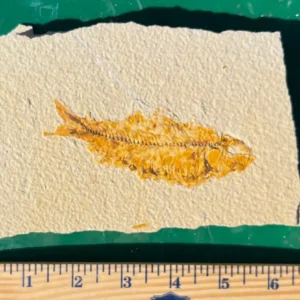 Fossil Fish GR120