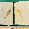 Single Fish - Split Pair GR201