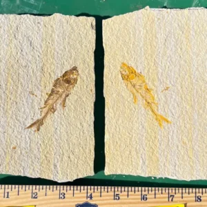 Single Fish - Split Pair GR201