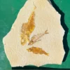 Fossil Fish GR301