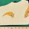 Two Fossil Fish GR302