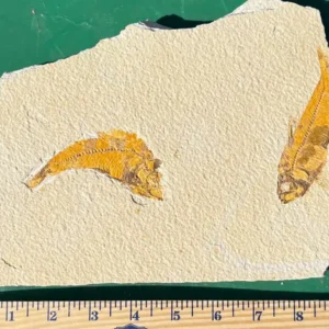 Two Fossil Fish GR302