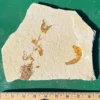 Two Fossil Fish GR303