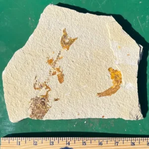 Two Fossil Fish GR303