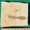 Three Fossil Fish GR304