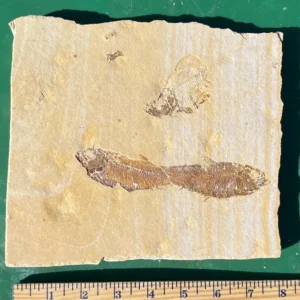 Three Fossil Fish GR304