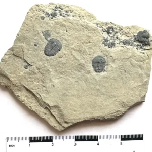 Trilobite (T1)
