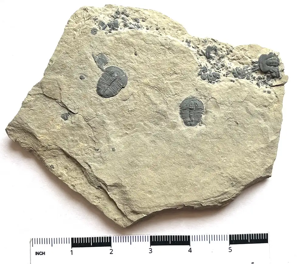Trilobite (T1)
