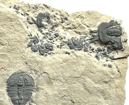 Trilobite (T1)