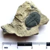 Trilobite (T2)