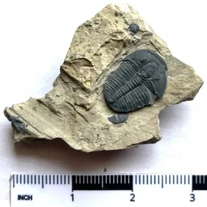 Trilobite (T2)
