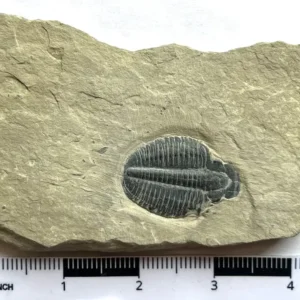 Trilobite (T3)