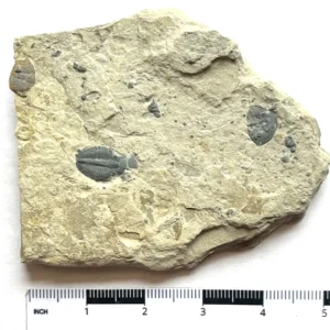 Trilobite (T4)