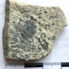 Trilobite (T5)